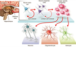 Neural Stem Cell